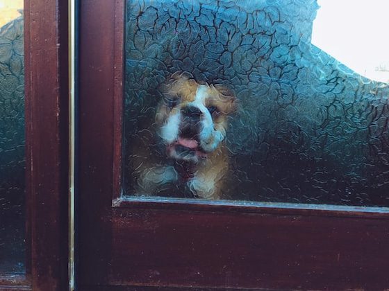 brown and white bulldog behind glass door