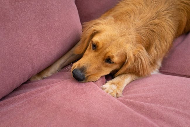 Dog biting on clawproof sofa