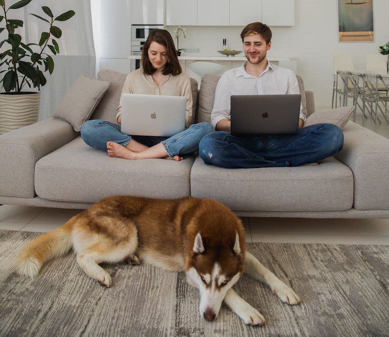 Pawrents working with laptops with their Husky by their side