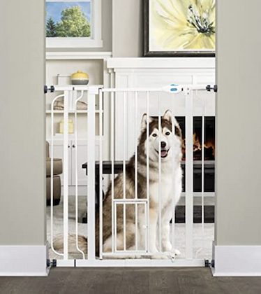 Husky behind pet gate Amazon