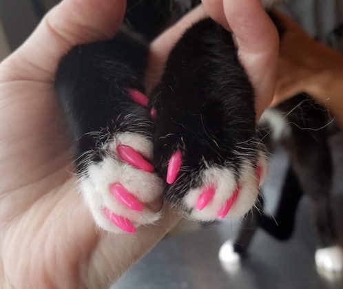 Soft Paws pet nail caps on cat claws