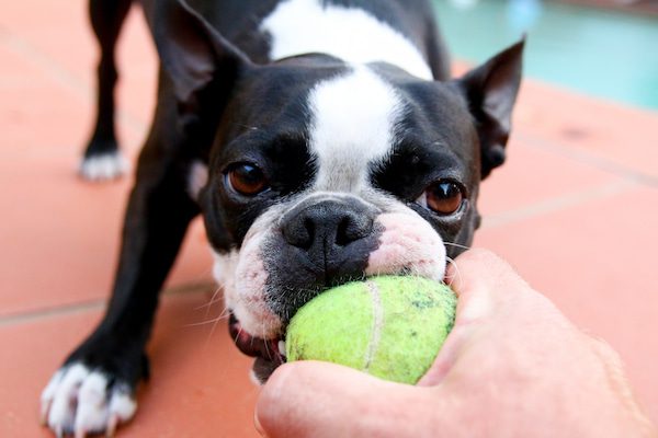 Black and white French bulldog bites tennis ball