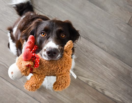 Black and white dog biting dog toy