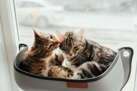 two cats in a hanging pet bed attached to frosted window