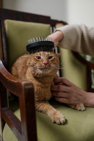 Brushing a tabby cat's fur