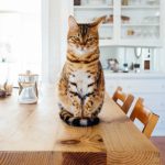 10 Schwierigkeiten, die nur Haustierbesitzer kennen