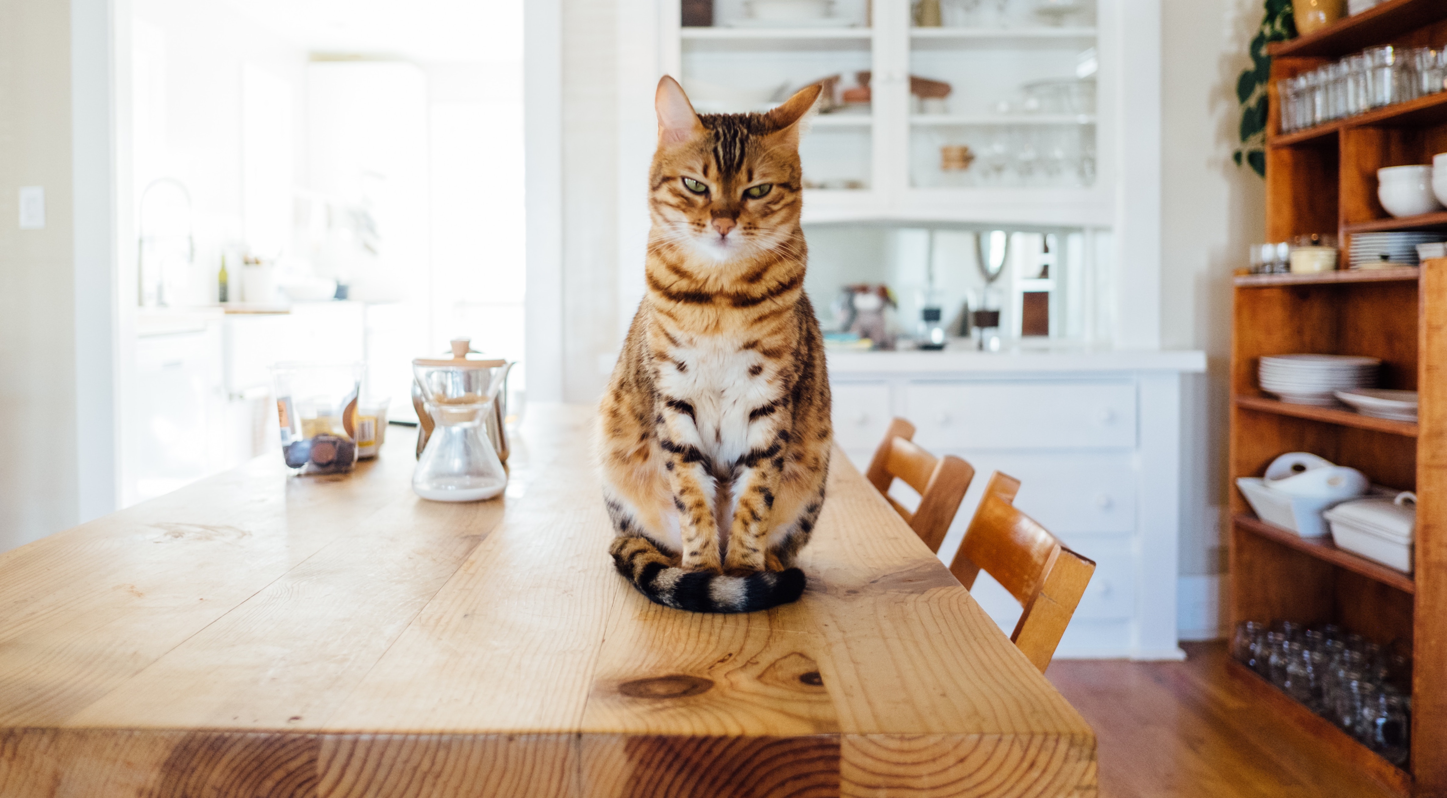 10 problemas del hogar que solo los dueños de mascotas entenderán