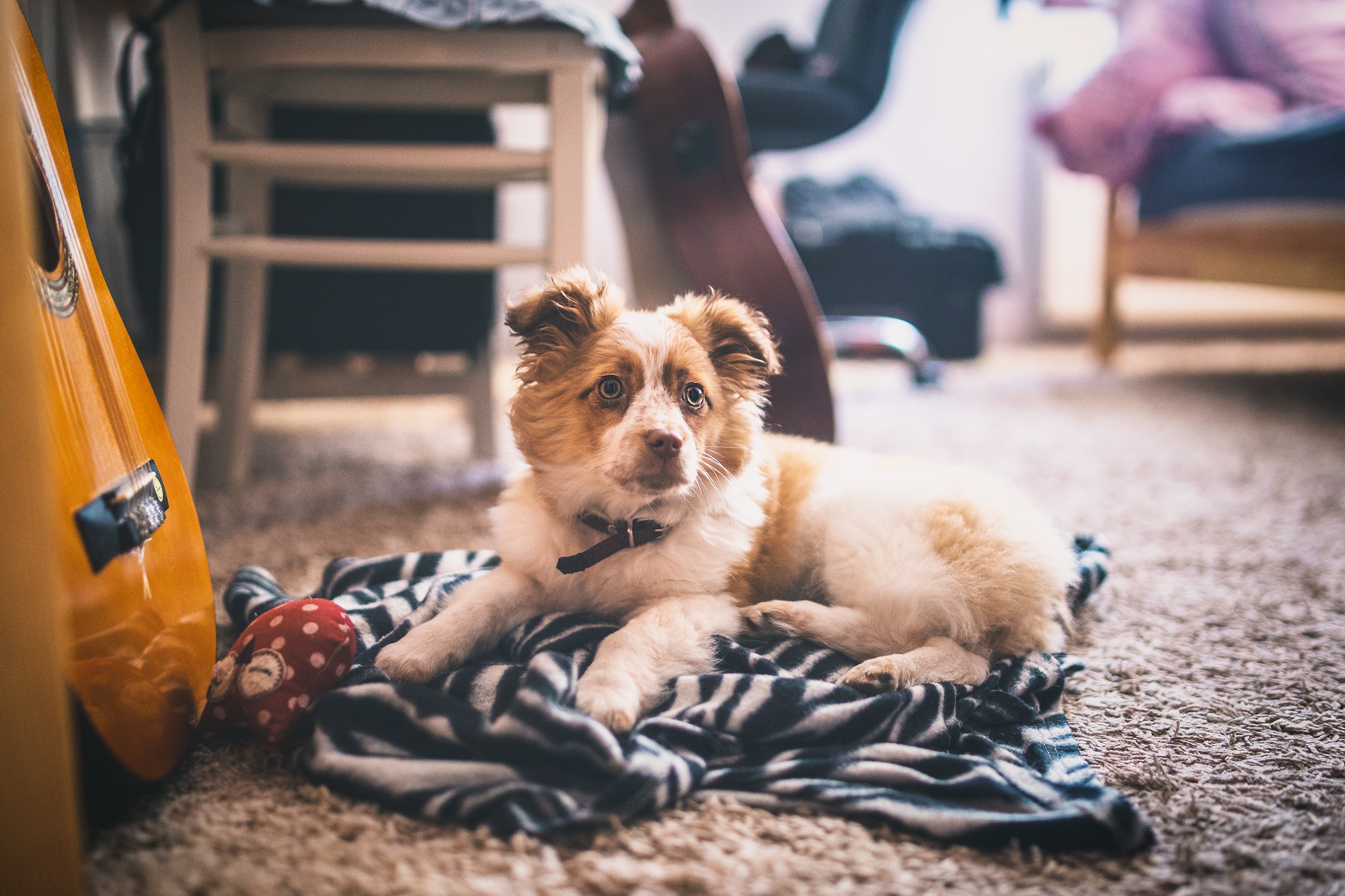 problèmes à la Maison que seuls les Propriétaires d’Animaux de Compagnie Comprendront