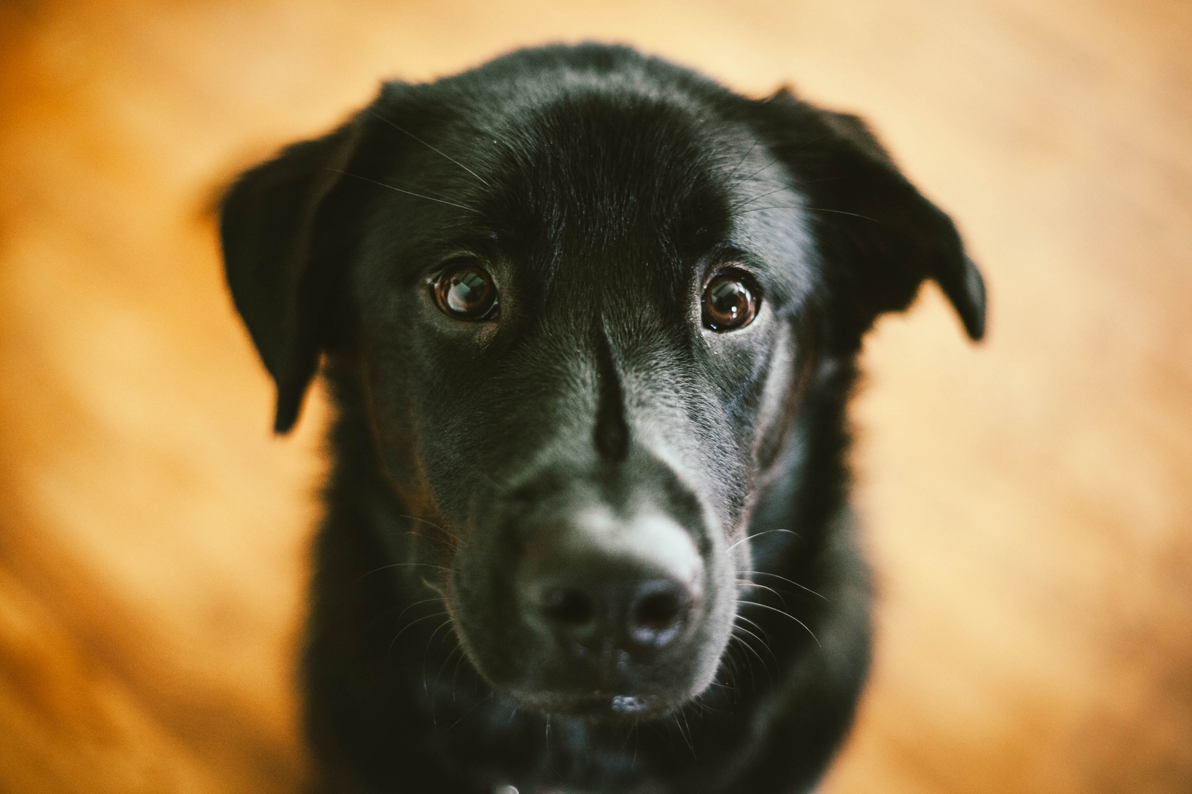 problèmes à la Maison que seuls les Propriétaires d’Animaux de Compagnie Comprendront