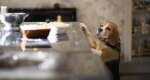 8 tips for keeping your dining area safe from kids and furkids