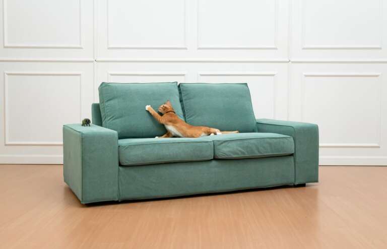 Deine Katze zieht Fäden auf deinem IKEA Sofa? Mit diesem Bezug wird es kratzfest!