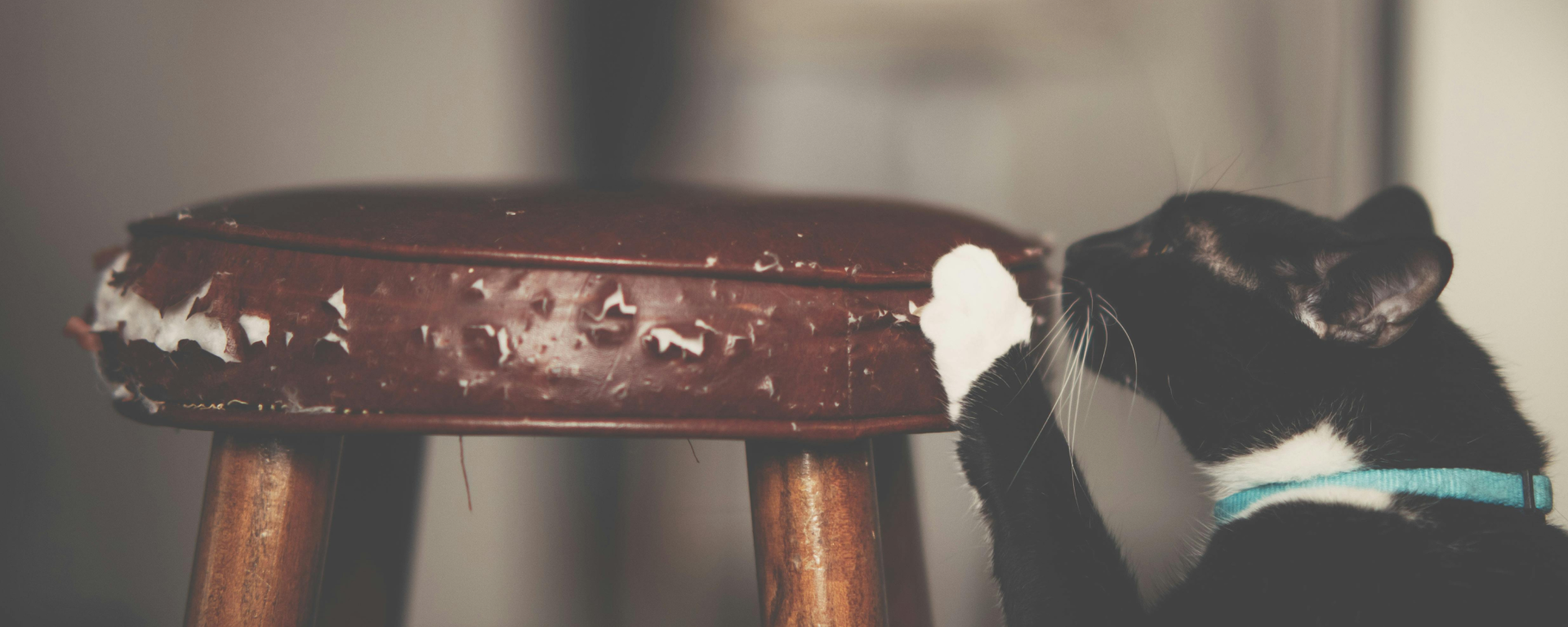 7 proven ways to cat-proof your sofa (without offending your cat)