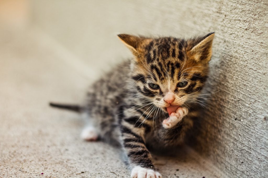 猫ちゃんが家具を破壊する理由と、上手に阻止する方法（正しい生地）