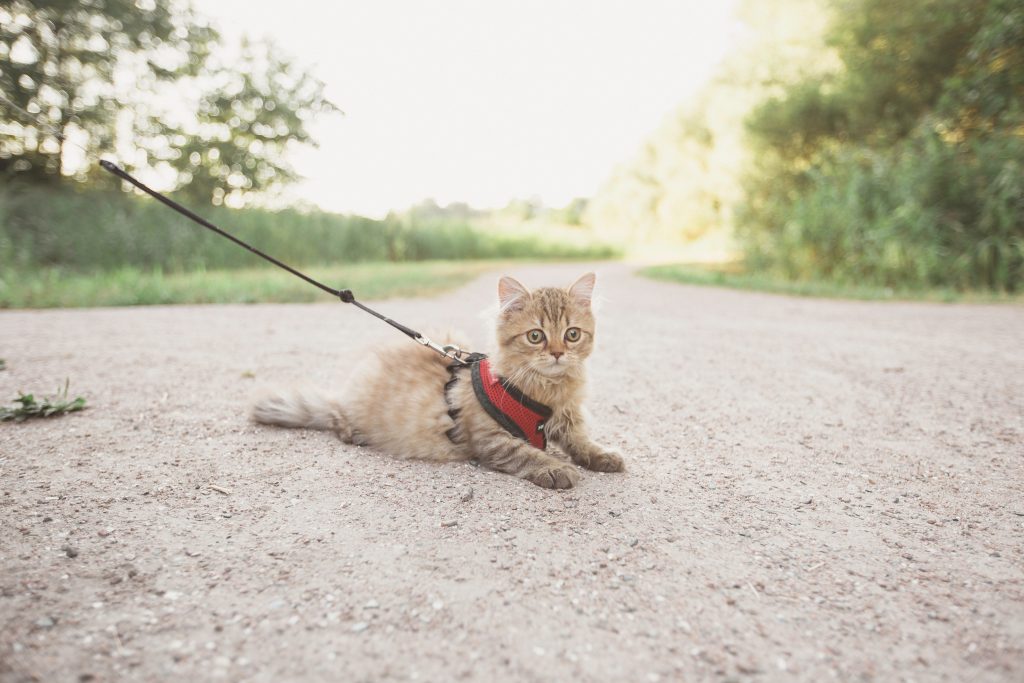 Warum Katzen Möbel zerstören und wie du sie dazu bringst, aufzuhören! 