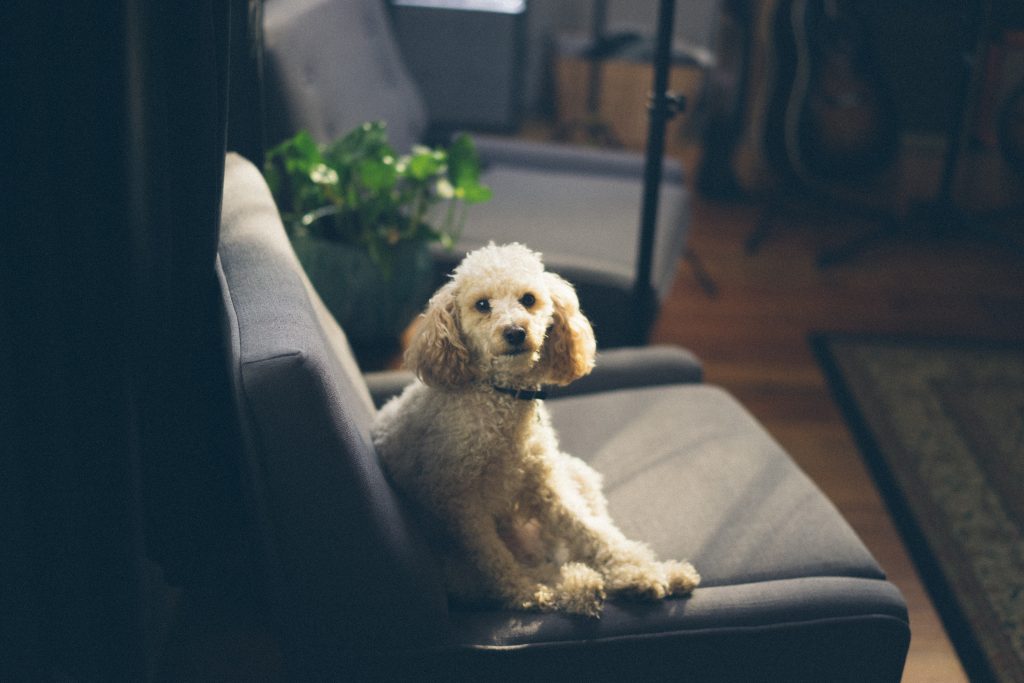 6 Astuces IKEA que tous les propriétaires de chiens devraient savoir