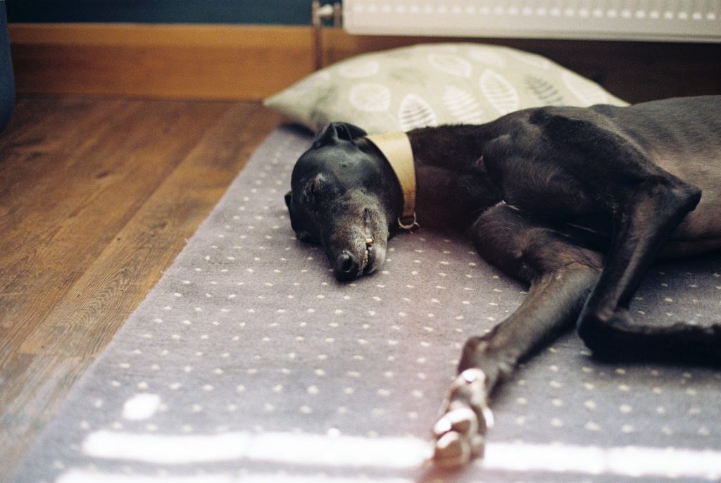 6 IKEA Hacks Every Dog Owner Should Know About