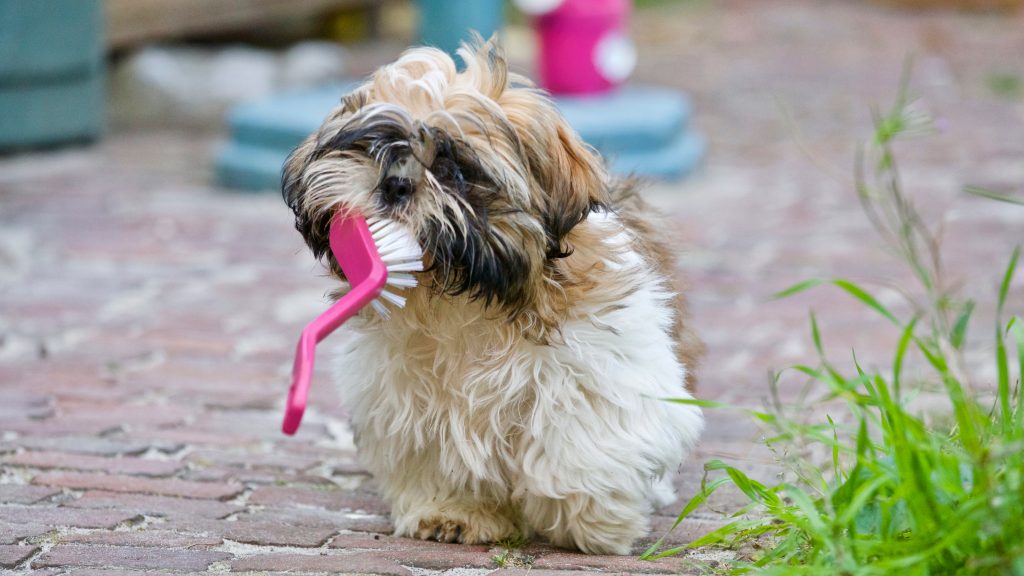 新しい子犬との生活でお家をいつも綺麗にしておく方法（ブラッシング）