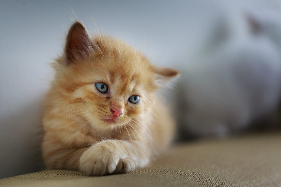 gato pequeñito en sofá