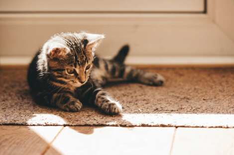 How To Keep Your Home Clean With A New Kitten