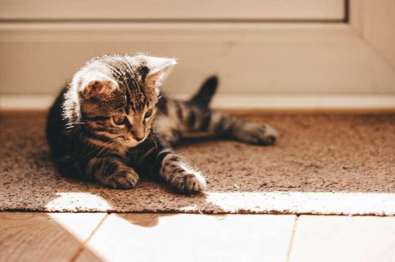 How to keep your home clean with a new kitten