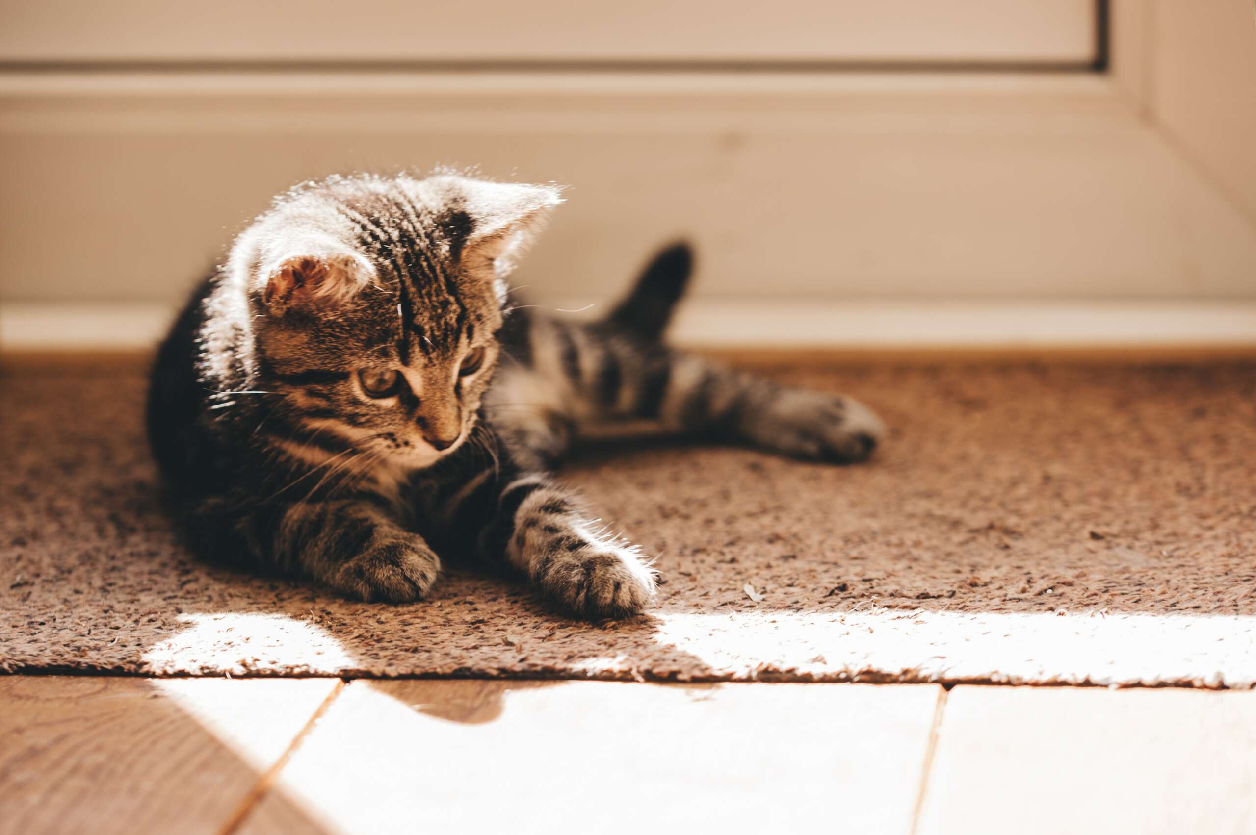 How To Keep Your Home Clean With A New Kitten