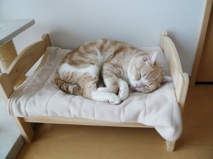 あなたの猫も大好きになるIKEAの5つの裏ワザ