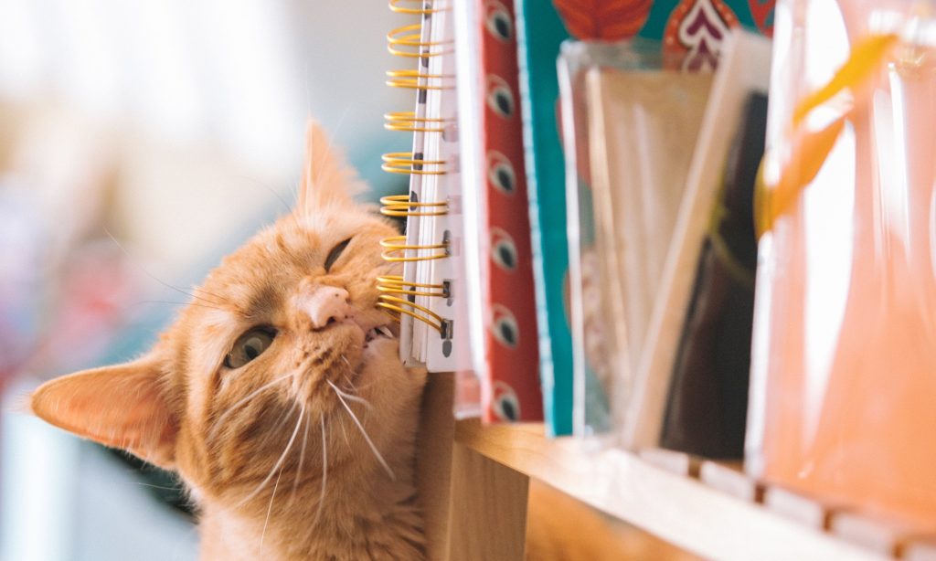 13 Cats That Tried Messing With Furniture And Lost