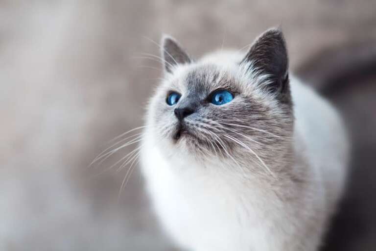 Gestalte ein katzenfreundliches Zuhause in 8 einfachen Schritten
