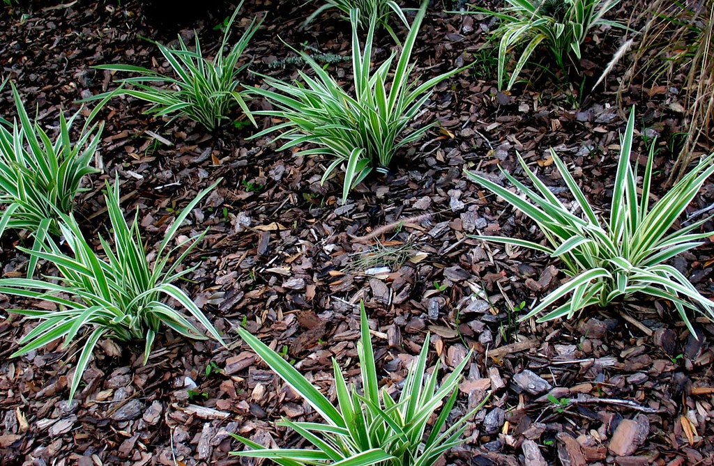 The Beginners Guide To Creating An Indoor Garden (Mulch)