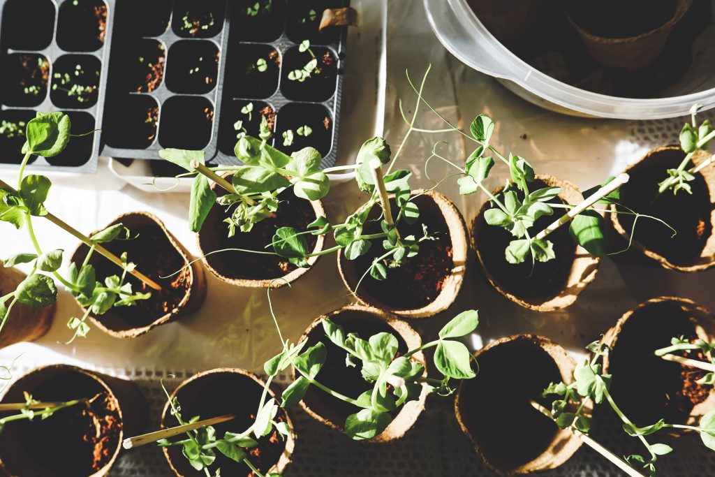 The Beginners Guide To Creating An Indoor Garden (soil) 