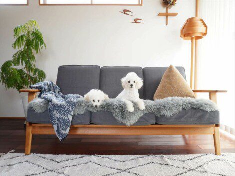 2 white poodle dogs on the sofa