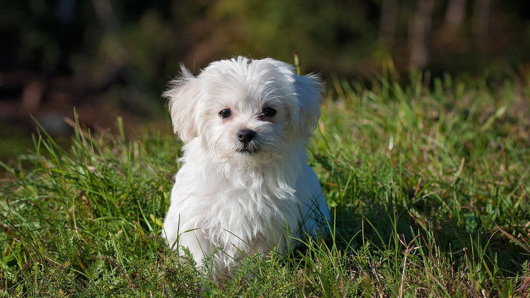 How to get your home ready for a new puppy