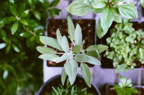 These Are The Easiest Herbs To Grow Indoors