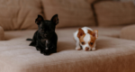 Your puppy’s first 30 days: a week-by-week guide for new pet parents