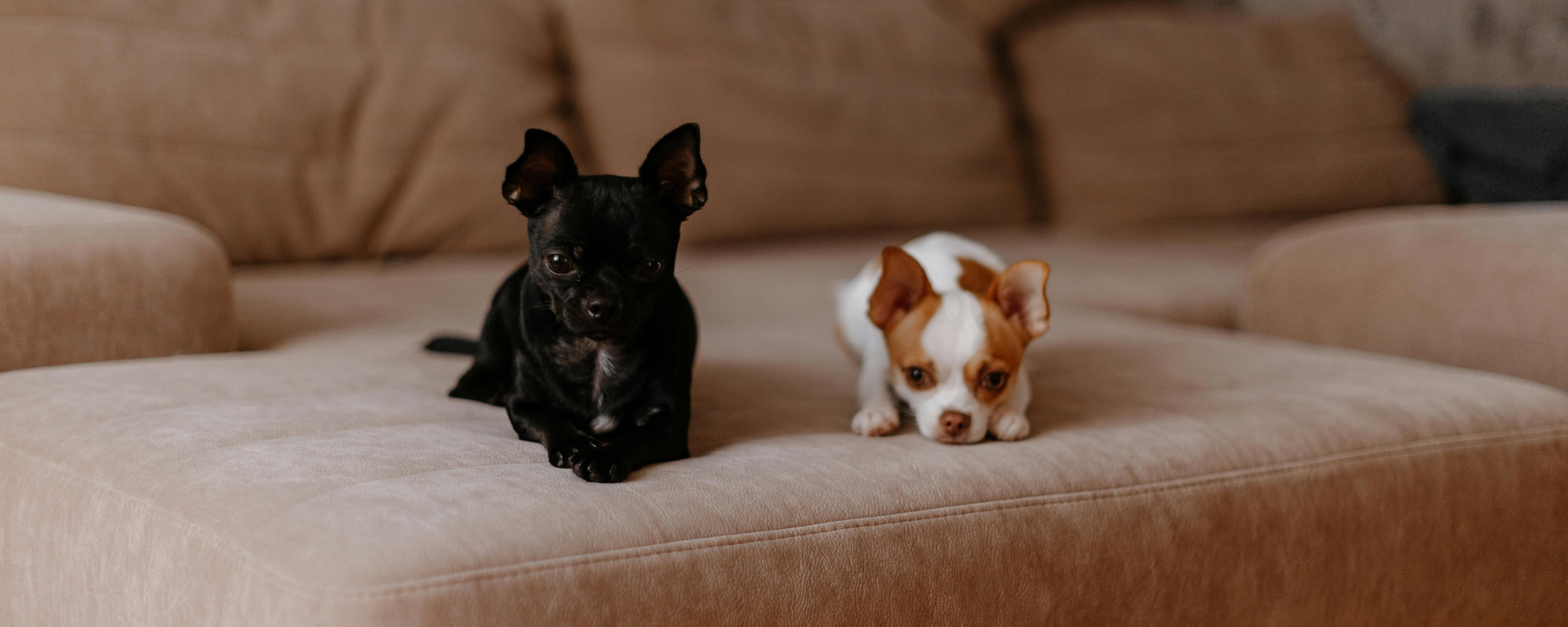 Your puppy’s first 30 days: a week-by-week guide for new pet parents