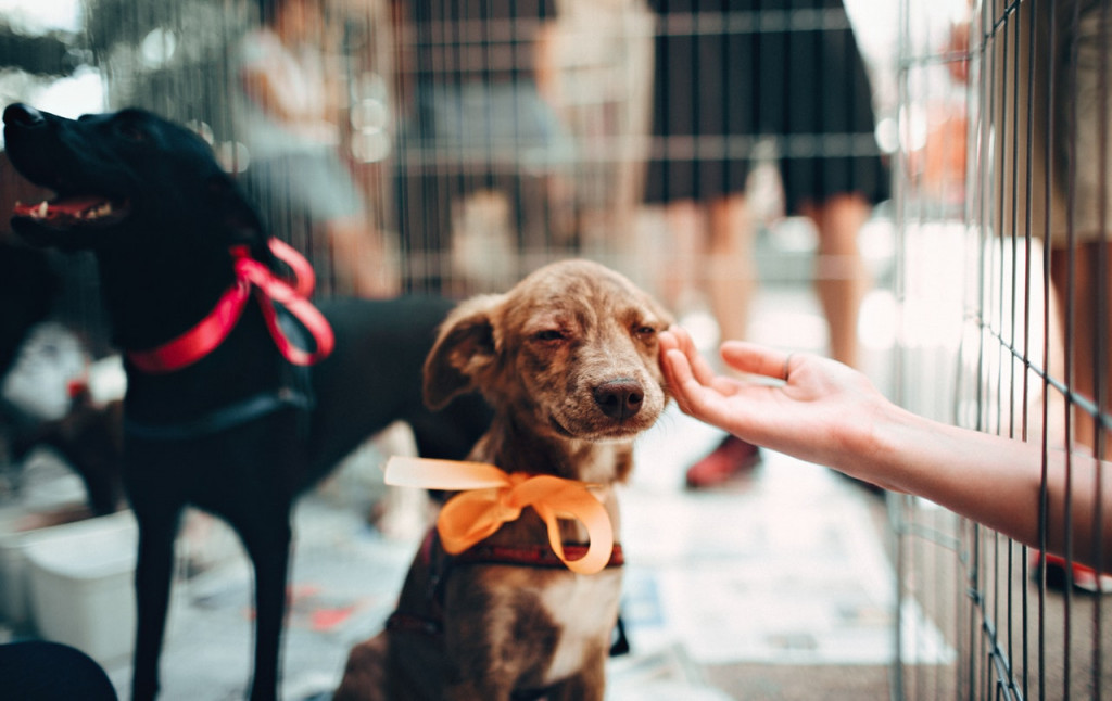 une maison assez adaptée à votre chien