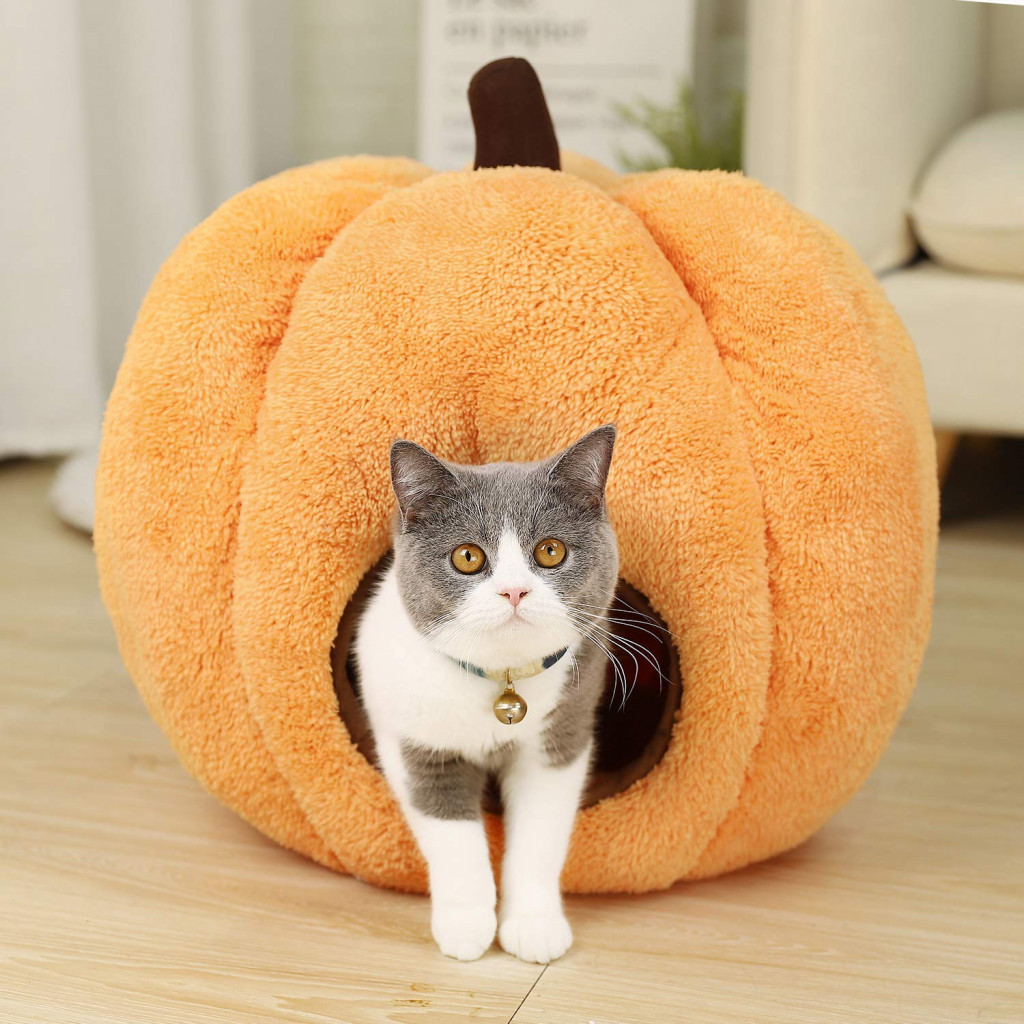 The perfect cat house for Halloween. It's a pumpkin. 