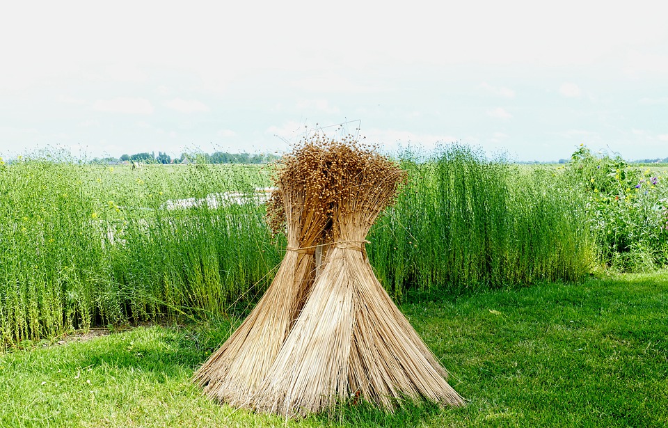 flax plant being harvested to make linen