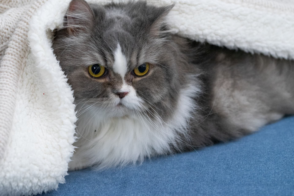 un chat sur le canapé bleu