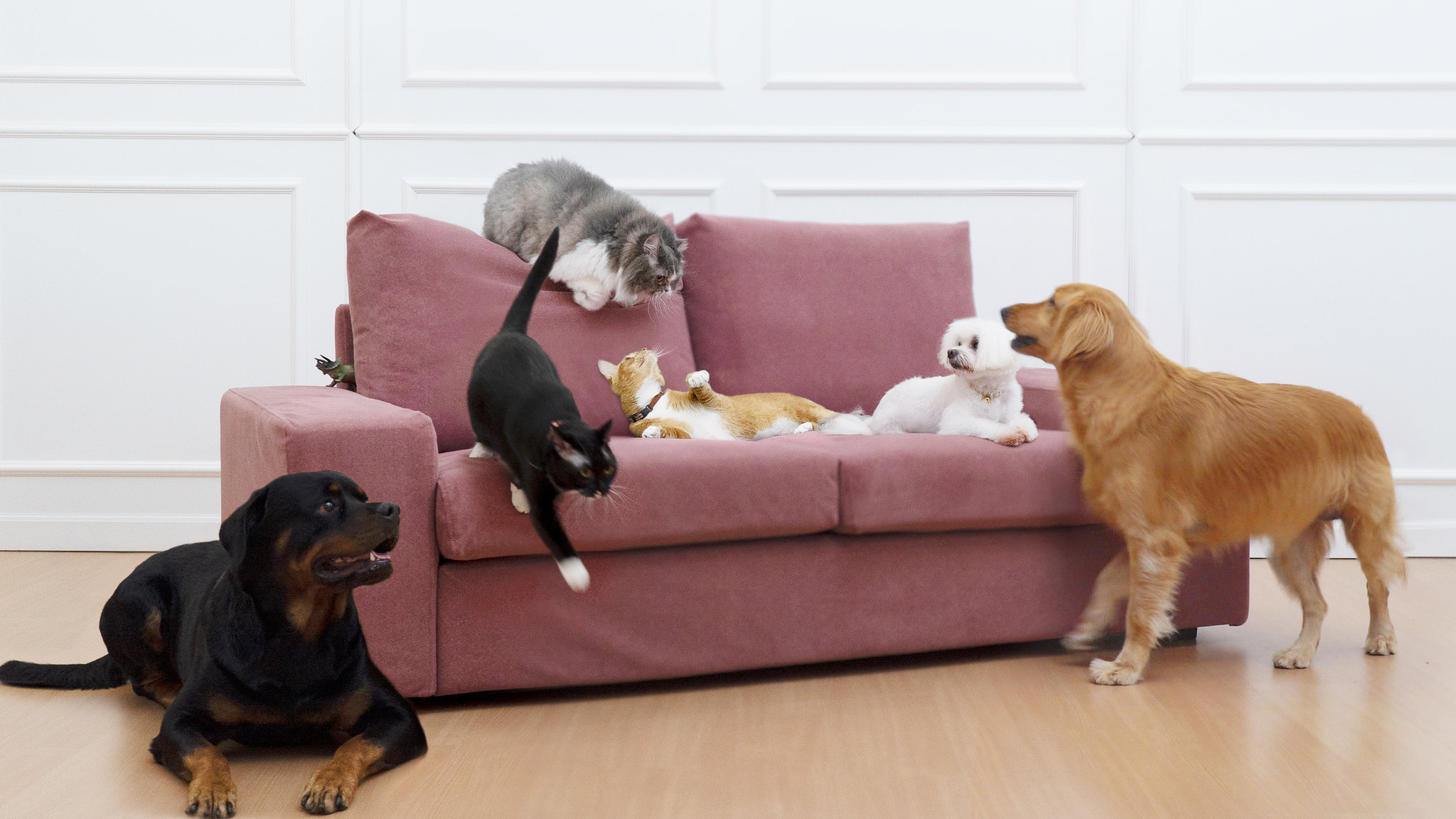 cats and dogs on velvet couch