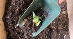 How I started composting in my apartment