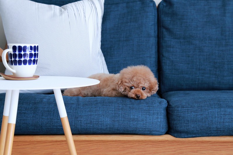 dog-on-polyester-couch-fabric