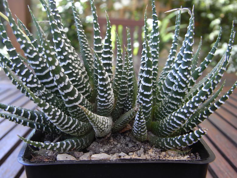 Haworthia Attenuata