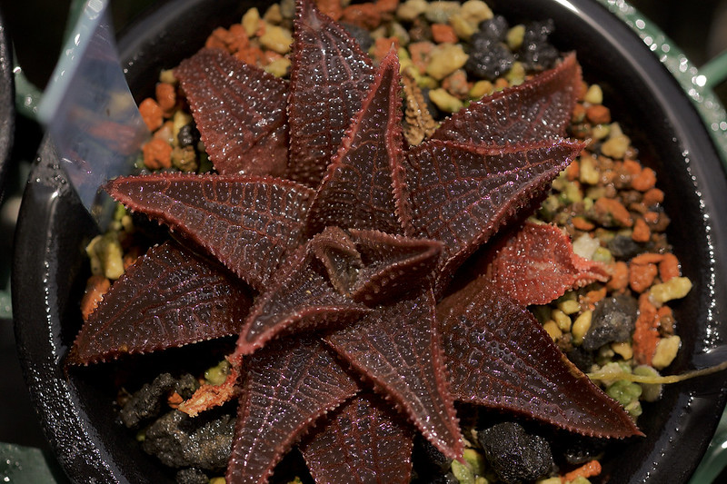 Haworthia Koelmaniorum