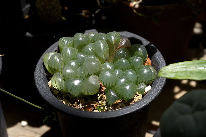 Haworthia Obtusa F Truncata