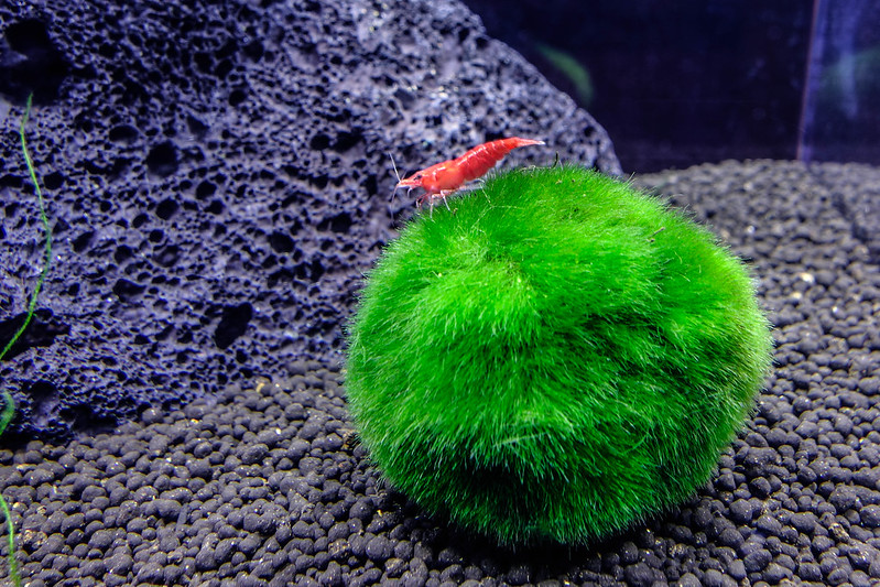 Marimo Ball