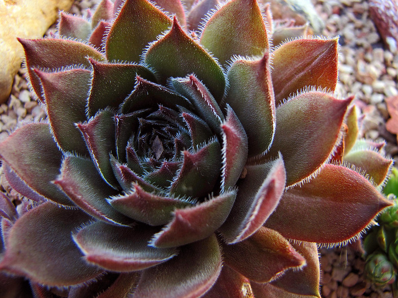 Sempervivum