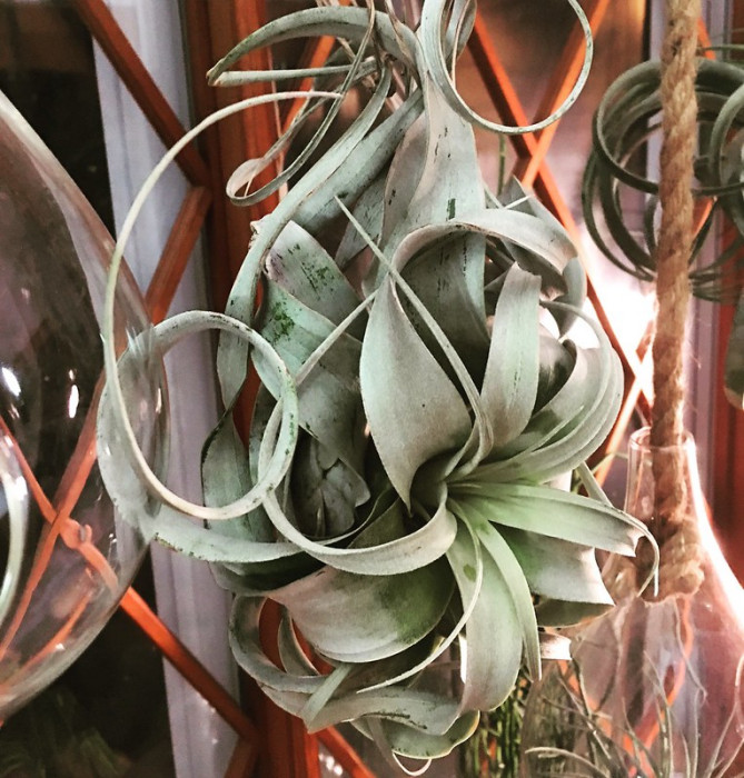 Tillandsia