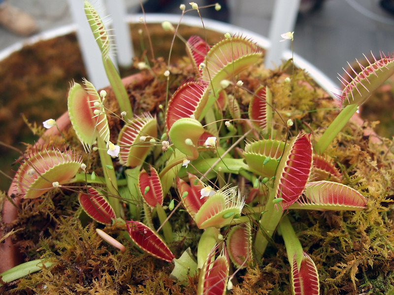 Venus Flytrap