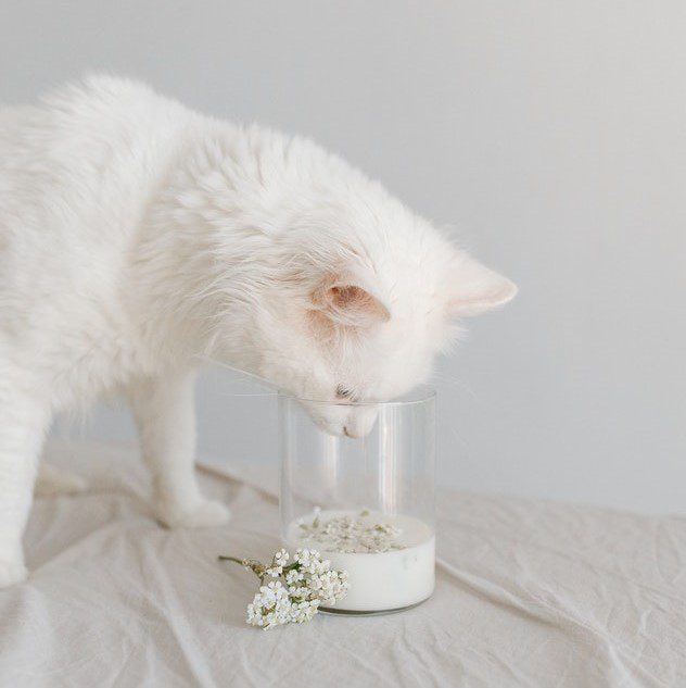 cat sniffing flowers